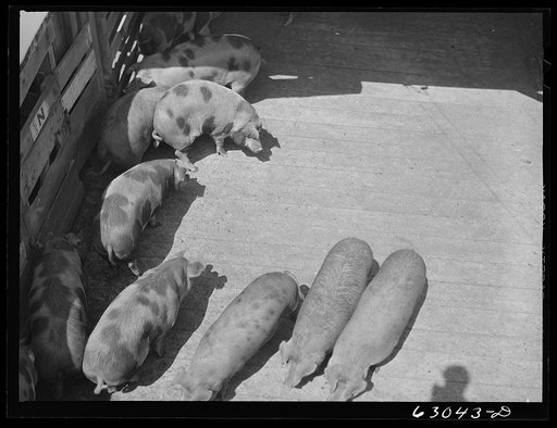 Untitled photo, possibly related to: Hogs going into pen at stockyards. Chicago, Illinois
