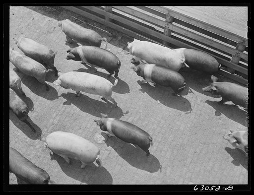 Hogs going into pen at stockyards. Chicago, Illinois