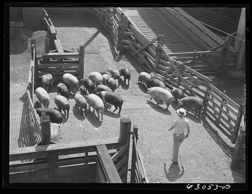 Hogs going into pen at stockyards. Chicago, Illinois