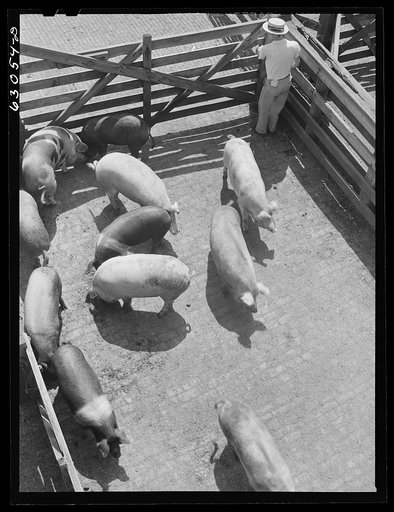 Hogs going into pen at stockyards. Chicago, Illinois