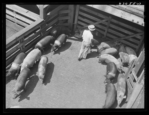 Untitled photo, possibly related to: Hogs going into pen at stockyards. Chicago, Illinois