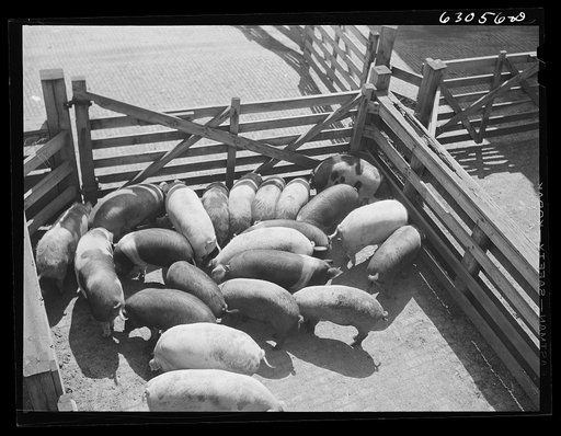 Hogs at stockyards. Chicago, Illinois
