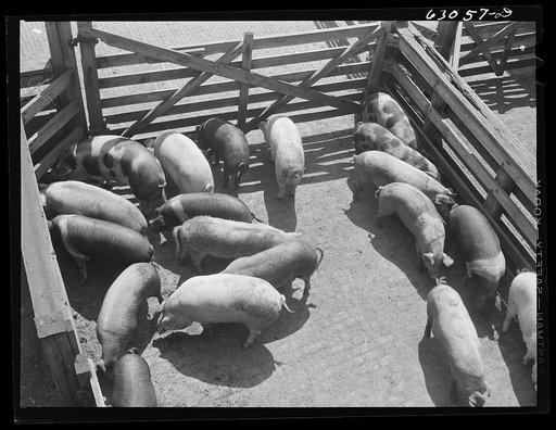 Hogs at stockyards. Chicago, Illinois