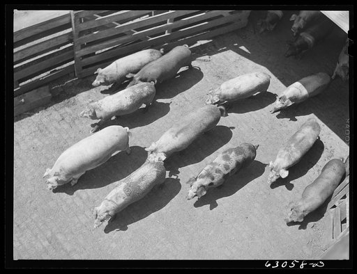Hogs at stockyards. Chicago, Illinois