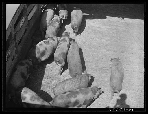 Untitled photo, possibly related to: Hogs going into pen at stockyards. Chicago, Illinois