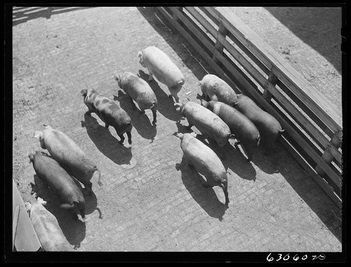 Hogs at stockyards. Chicago, Illinois
