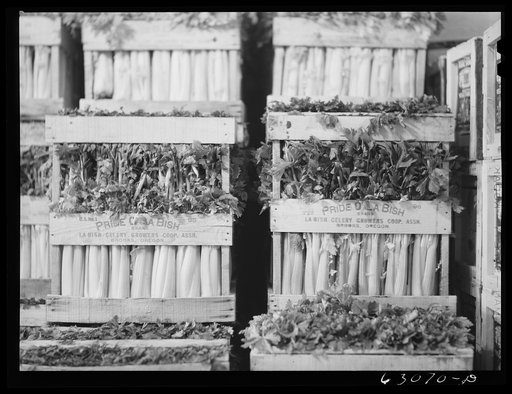 Untitled photo, possibly related to: Celery at produce market. Chicago, Illinois