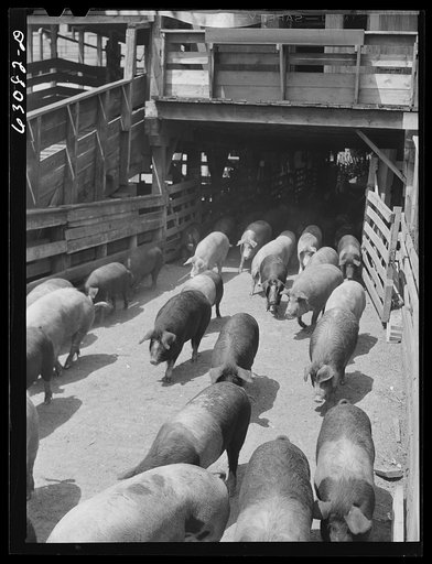 Hogs at Union Stockyards, Chicago, Illinois