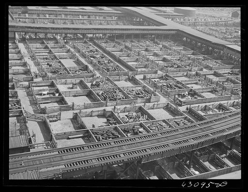 Union Stockyards. Chicago, Illinois