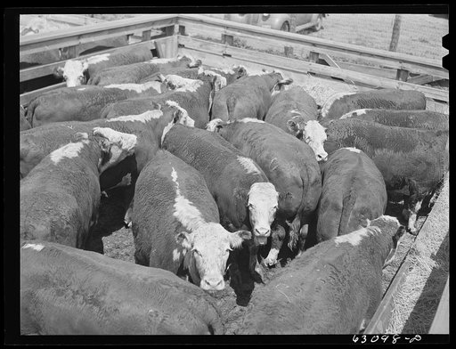 Cattle at Chicago Union Stockyards. Chicago, Illinois