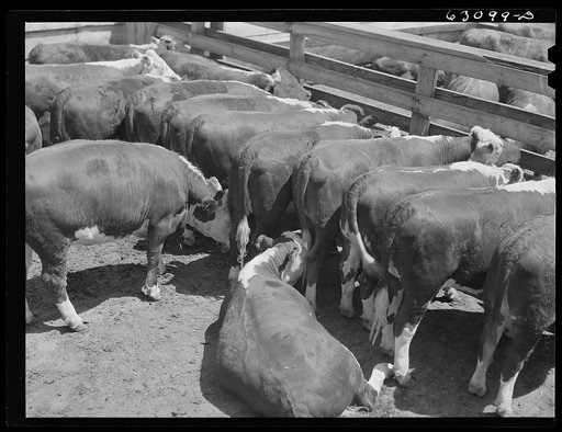 Cattle at Chicago Union Stockyards. Chicago, Illinois