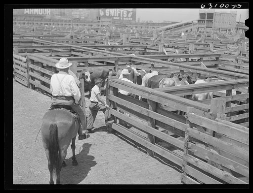 Untitled photo, possibly related to: Buyer looking over cattle. Union Stockyards, Chicago, Illinois