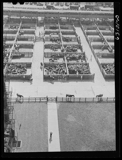 Union Stockyards. Chicago, Illinois