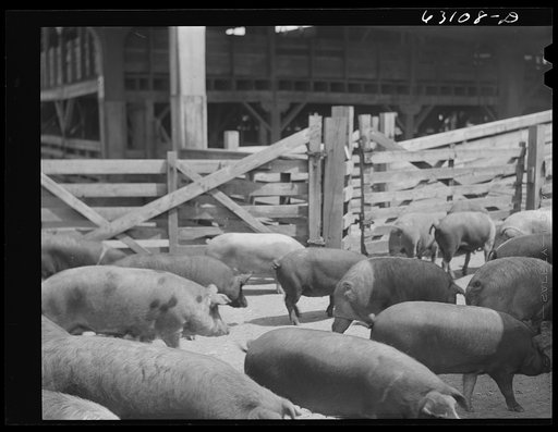 Untitled photo, possibly related to: Hogs at stockyards. Chicago, Illinois