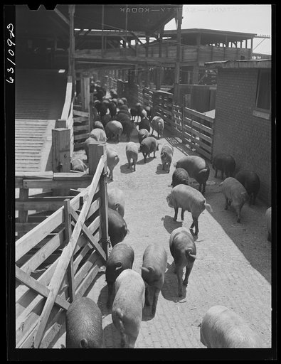 Untitled photo, possibly related to: Hogs at Union Stockyards, Chicago, Illinois