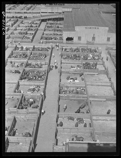 Union Stockyards. Chicago, Illinois
