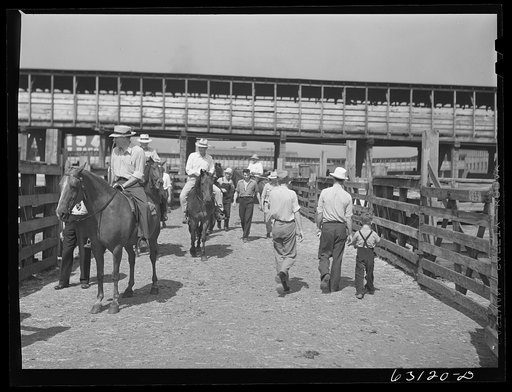 Untitled photo, possibly related to: Buyer looking over cattle. Union Stockyards, Chicago, Illinois