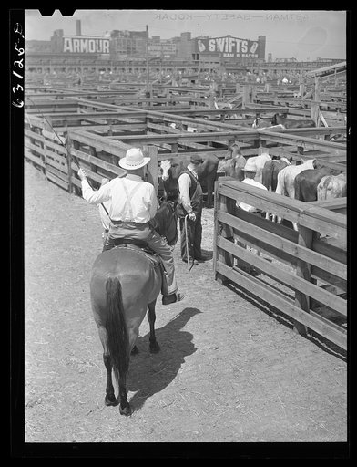 Buyer looking over cattle. Union Stockyards, Chicago, Illinois