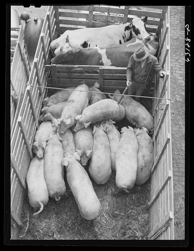 Unloading pigs from truck. Union Stockyards, Chicago, Illinois