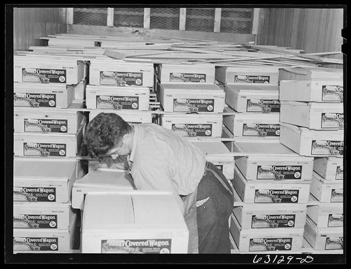 Unloading fruit from frieght car. Produce terminal, Chicago, Illinois