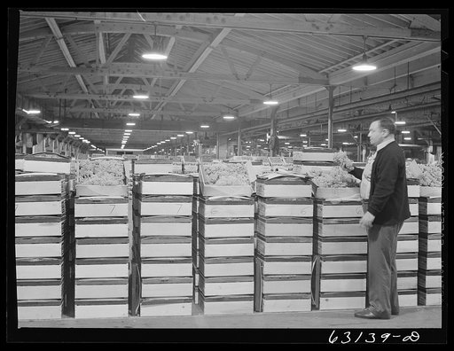 Untitled photo, possibly related to: Commission merchant examining produce at fruit terminal. Chicago, Illinois. This is before auction which begins at seven o'clock a.m.