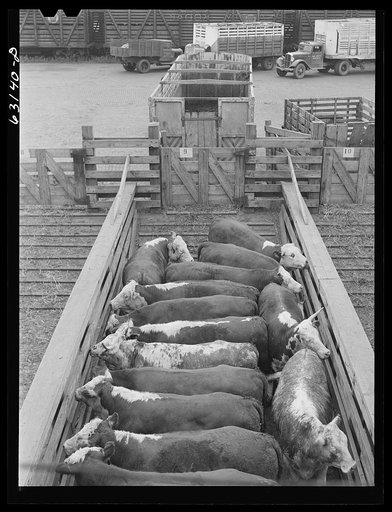 Cattle being unloaded at Union Stockyards. Chicago, Illinois