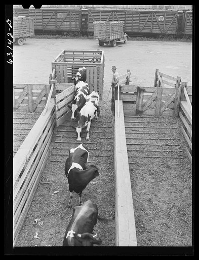 Untitled photo, possibly related to: Cattle being unloaded at Union Stockyards. Chicago, Illinois