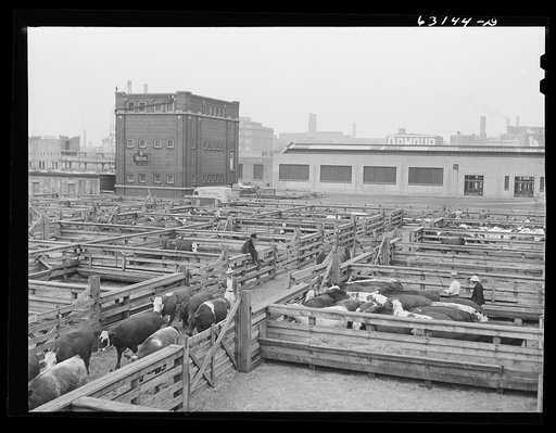Untitled photo, possibly related to: Buyer looking over cattle. Union Stockyards, Chicago, Illinois