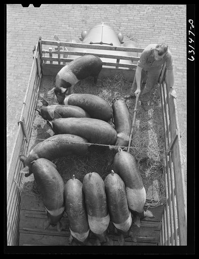 Unloading pigs from truck at Union Stockyard. Chicago, Illinois
