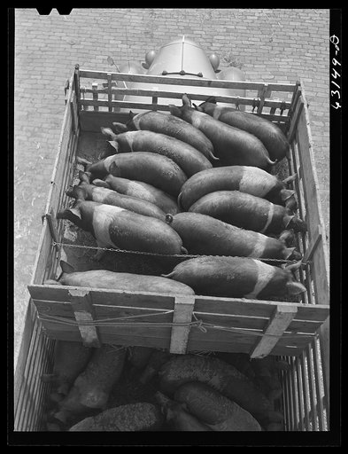 Untitled photo, possibly related to: Unloading pigs from truck at Union Stockyard. Chicago, Illinois
