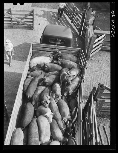 Untitled photo, possibly related to: Unloading pigs from truck at Union Stockyard. Chicago, Illinois