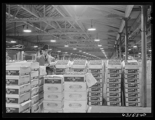 Commission merchant examining produce at fruit terminal. Chicago, Illinois. This is before auction which begins at seven o'clock a.m.