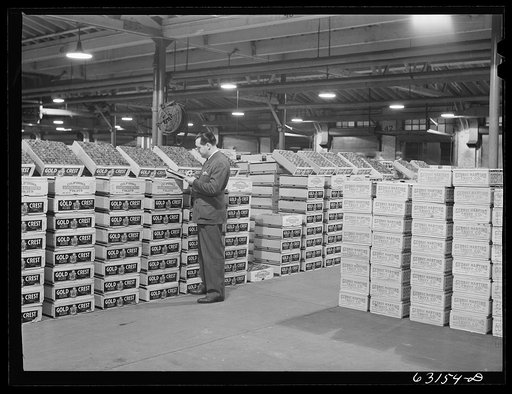 Commission merchant examining produce at fruit terminal. Chicago, Illinois. This is before auction which begins at seven o'clock a.m.