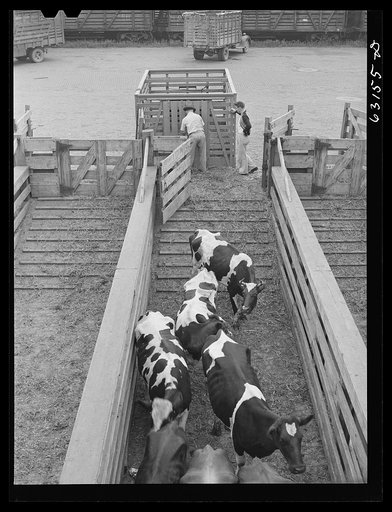 Untitled photo, possibly related to: Cattle being unloaded at Union Stockyards. Chicago, Illinois