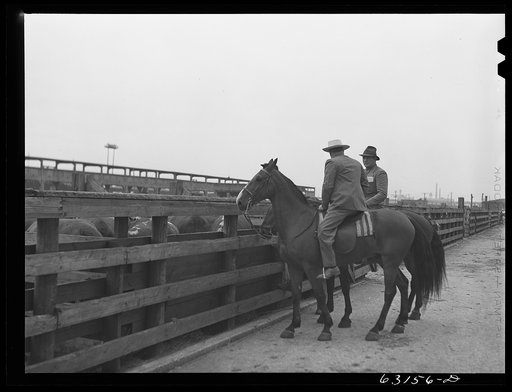 Untitled photo, possibly related to: Buyer looking over cattle. Union Stockyards, Chicago, Illinois