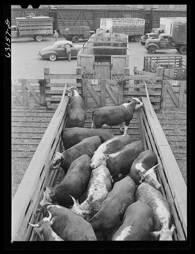 Untitled photo, possibly related to: Cattle being unloaded at Union Stockyards. Chicago, Illinois