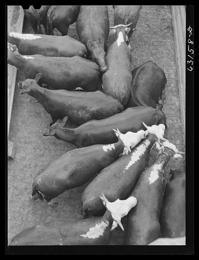 Cattle at Union Stockyards. Chicago, Illinois