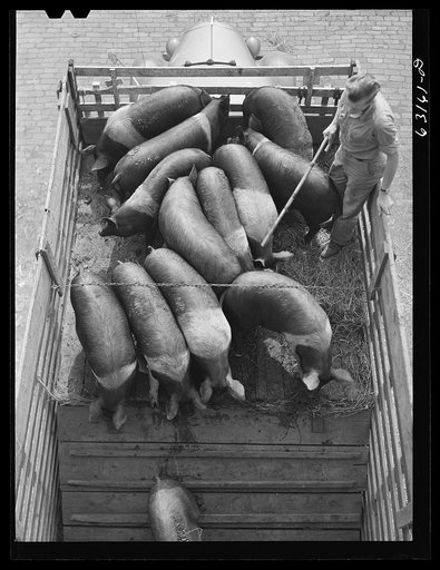 Untitled photo, possibly related to: Unloading pigs from truck at Union Stockyard. Chicago, Illinois