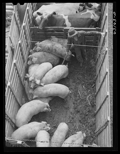 Untitled photo, possibly related to: Unloading pigs from truck. Union Stockyards, Chicago, Illinois