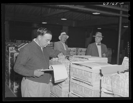 Commission merchant examining produce at terminal warehouse before auction begins. Chicago, Illinois