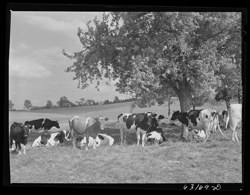 Dairy herd. Fond du Lac County, Wisconsin
