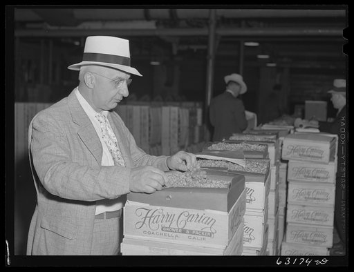 Commission merchant examining produce before going into auction room. Fruit terminal warehouse. Chicago, Illinois