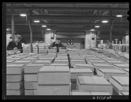 Commission merchants examine and make notes on shipments of fruit for which they intend to bid. Terminal warehouse, Chicago, Illinois
