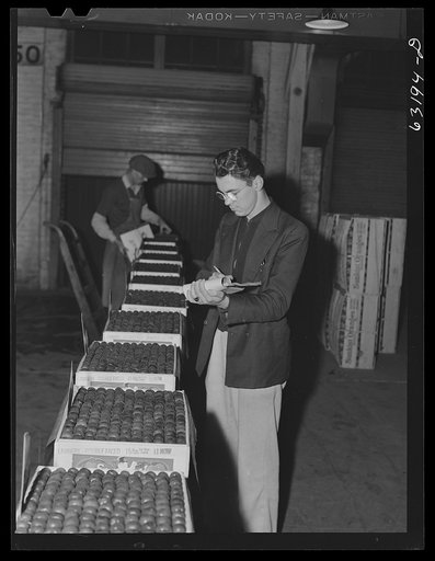 Commission merchant examining fruit at terminal warehouse. Chicago, Illinois