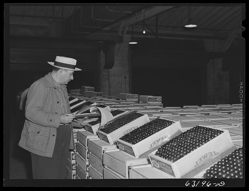 Commission merchant examining fruit at terminal warehouse. Chicago, Illinois