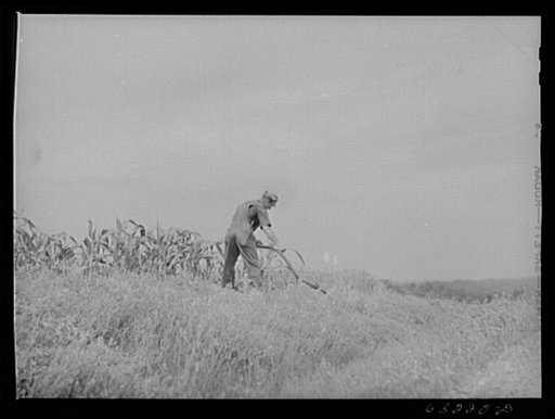 Cutting down weeds between cornfield and highway. Richland County, Wisconsin