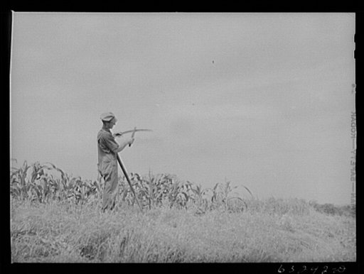 Sharpening scythe. Richland County, Wisconsin