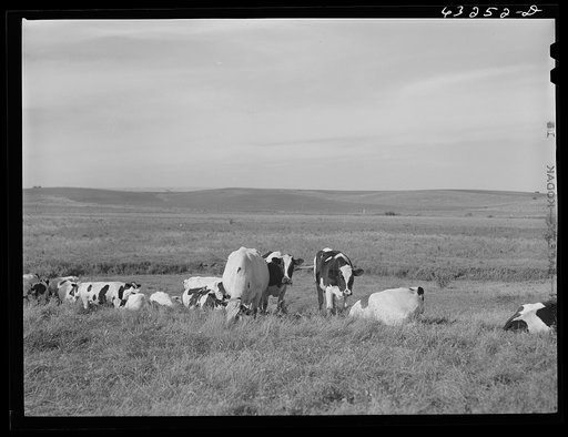 Dairy herd. Dane County, Wisconsin