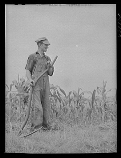 Farmer cutting weeds along edge of cornfield. Richland County, Wisconsin