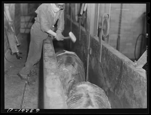 The beef kill: cattle are first led into a narrow alley and stunned by a blow on the head. Packing plant, Austin, Minnesota